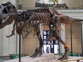 Szkielet tyranozaura w Muzeum Historii Naturalnej w Chicago (fot.Connie Ma/wikimedia)